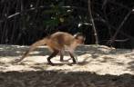 O macaco-prego, presente em Vassouras, região de Atins, nos Lençóis Maranhenses - MA